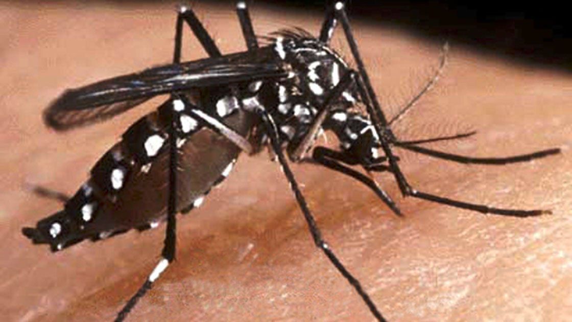 Imágen cercana del Aedes 