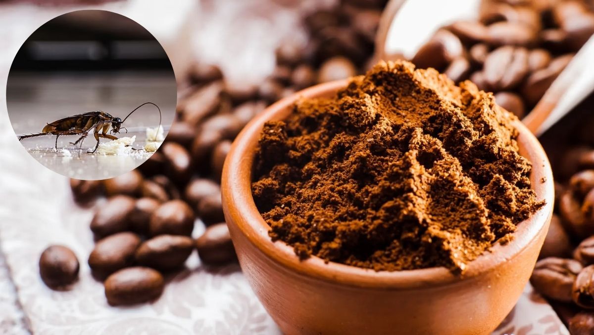 Las cucarachas de casa pueden ser eliminadas con un poco de café.