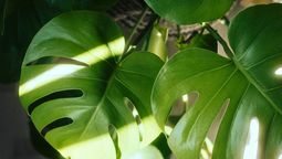 Las plantas de interior son especies que se adaptan a espacios cerrados, optan por luz solar filtrada y crecen en macetas con sustratos nutritivos.