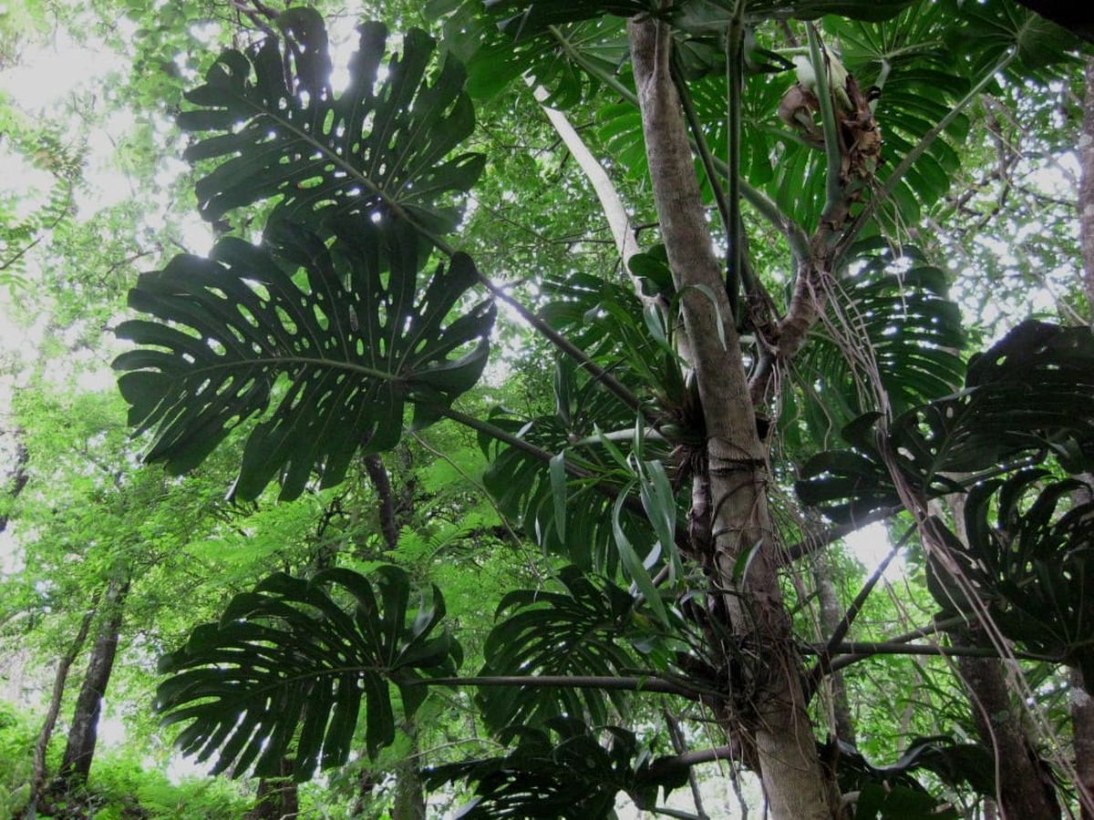 Esta planta se desarrolla al máximo en su hábitat natural. Esta planta se desarrolla al máximo en su hábitat natural.