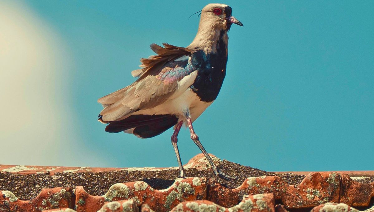 Si ves o escuchas un tero cerca de tu casa, te contamos qué significa y por qué hay que prestarles atención. Fuente Canva