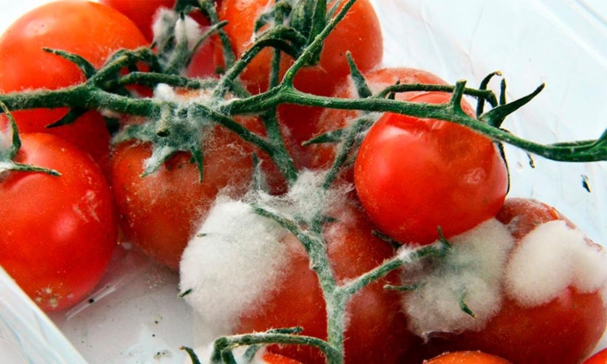 Evita que se pudran las verduras en tu refrigerador, con este método japonés. Imagen: Freepik. Evita que se pudran las verduras en tu refrigerador, con este método japonés. Imagen: Freepik.