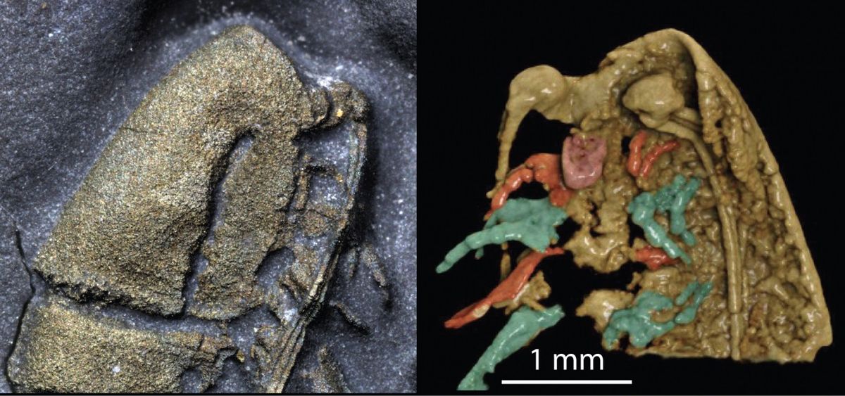 Este fósil sorprendió por su buen estado de conservación.