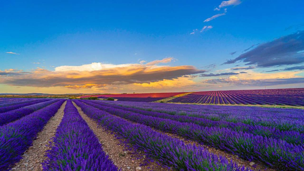 Si buscas sumergirte en un espacio aromático y de ensueño, no puedes perderte este encantador pueblo en Burgos. Si buscas sumergirte en un espacio aromático y de ensueño, no puedes perderte este encantador pueblo en Burgos.
