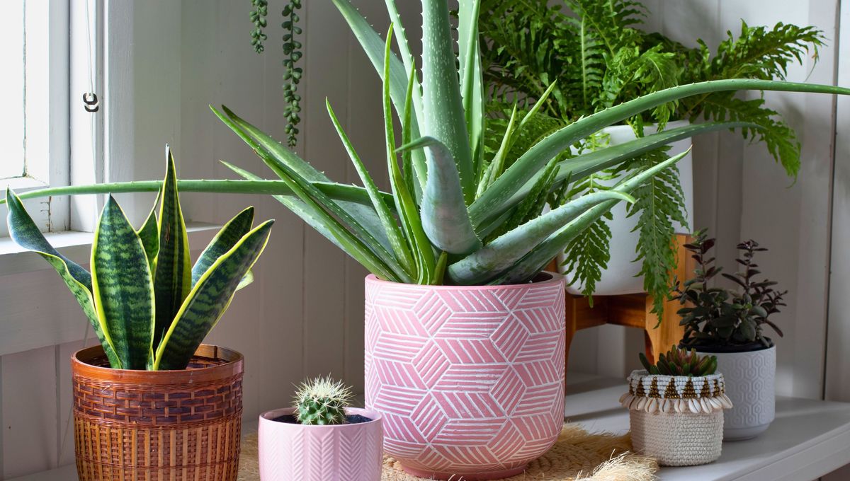 Puedes preparar un rincón de plantas en el interior de tu casa y decorar los ambientes. Puedes preparar un rincón de plantas en el interior de tu casa y decorar los ambientes.