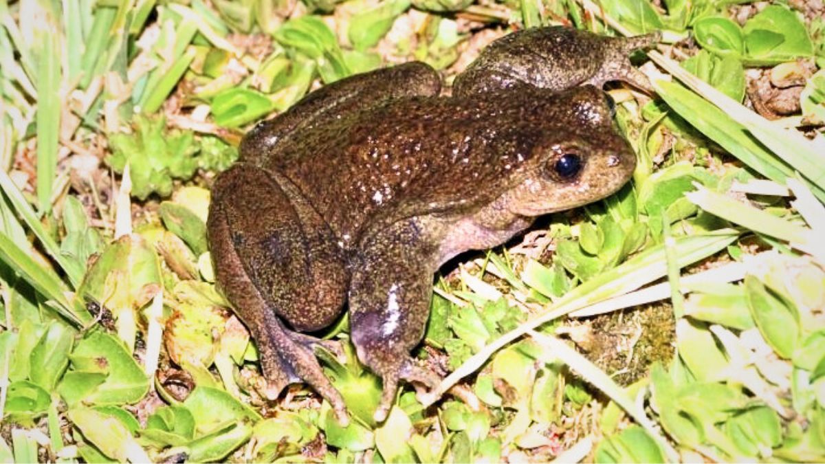 La ranita del Pehuenche.