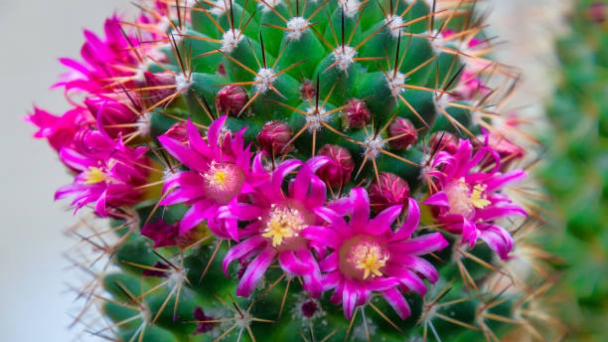 Así puedes hacer florecer un cactus.