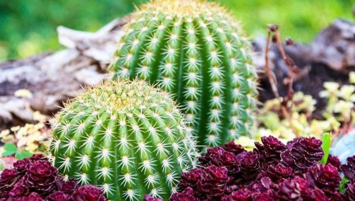 Por qué no tener un cactus fuera de casa según el Feng Shui