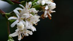 Este árbol es un verdadero encanto y requiere mantenimiento básico.