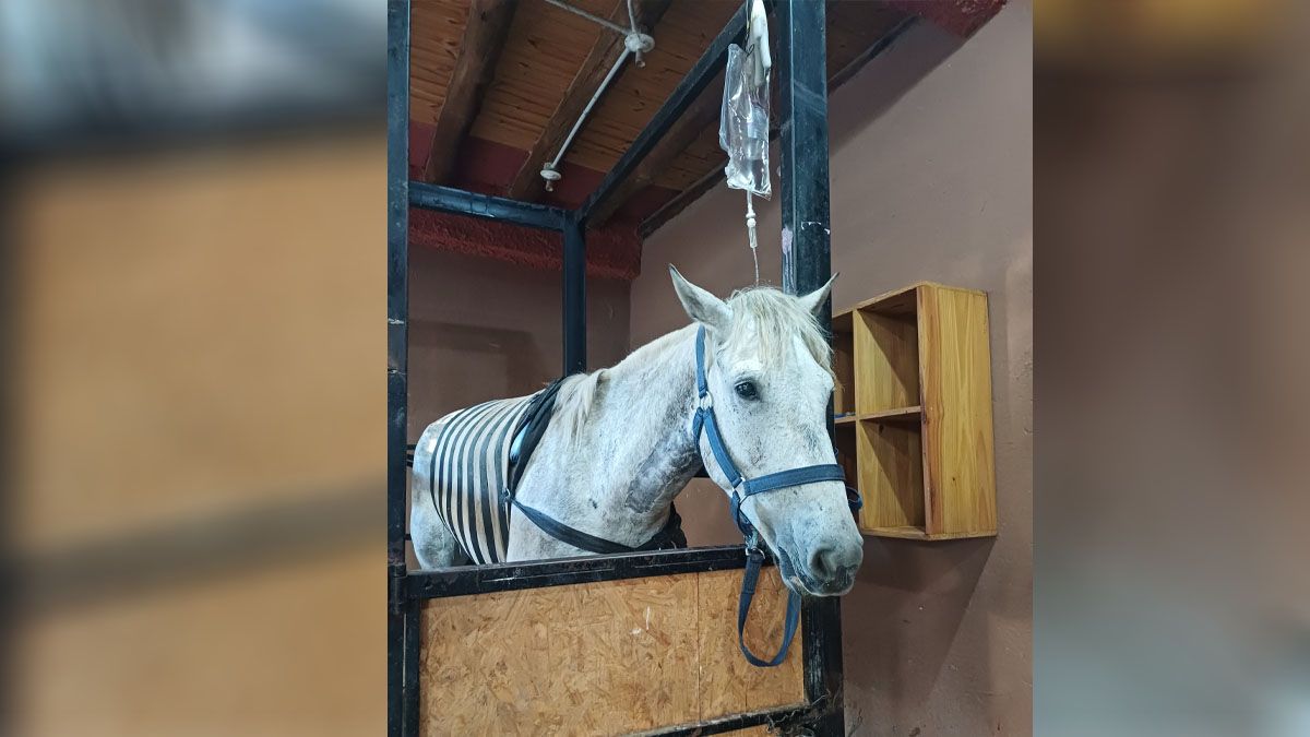 Patroclo, rescatado del maltrato animal, fue operado de urgencia y pidieron ayuda para pagar la cirugía