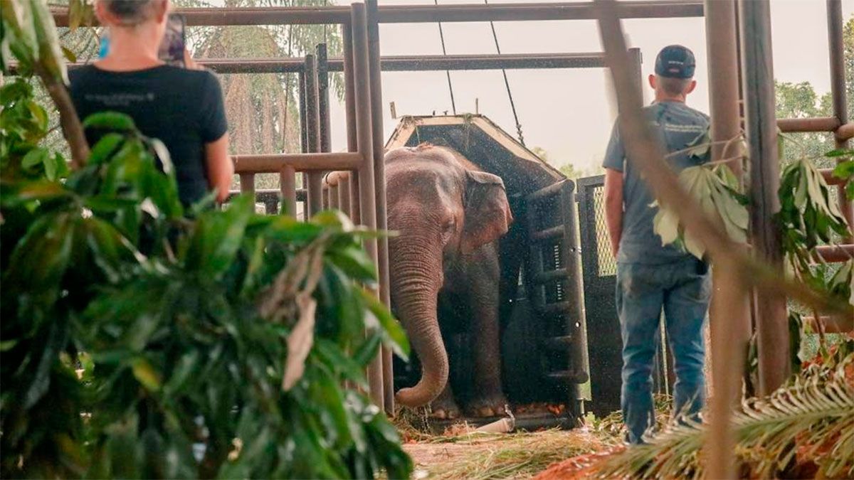 Pocha fue la que más se resistió a dejar el contenedor para pasar al lugar que le habían preparado en el santuario de elefantes.