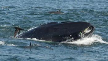 Un fotógrafo fue tragado por una ballena que después lo devolvió sano y salvo