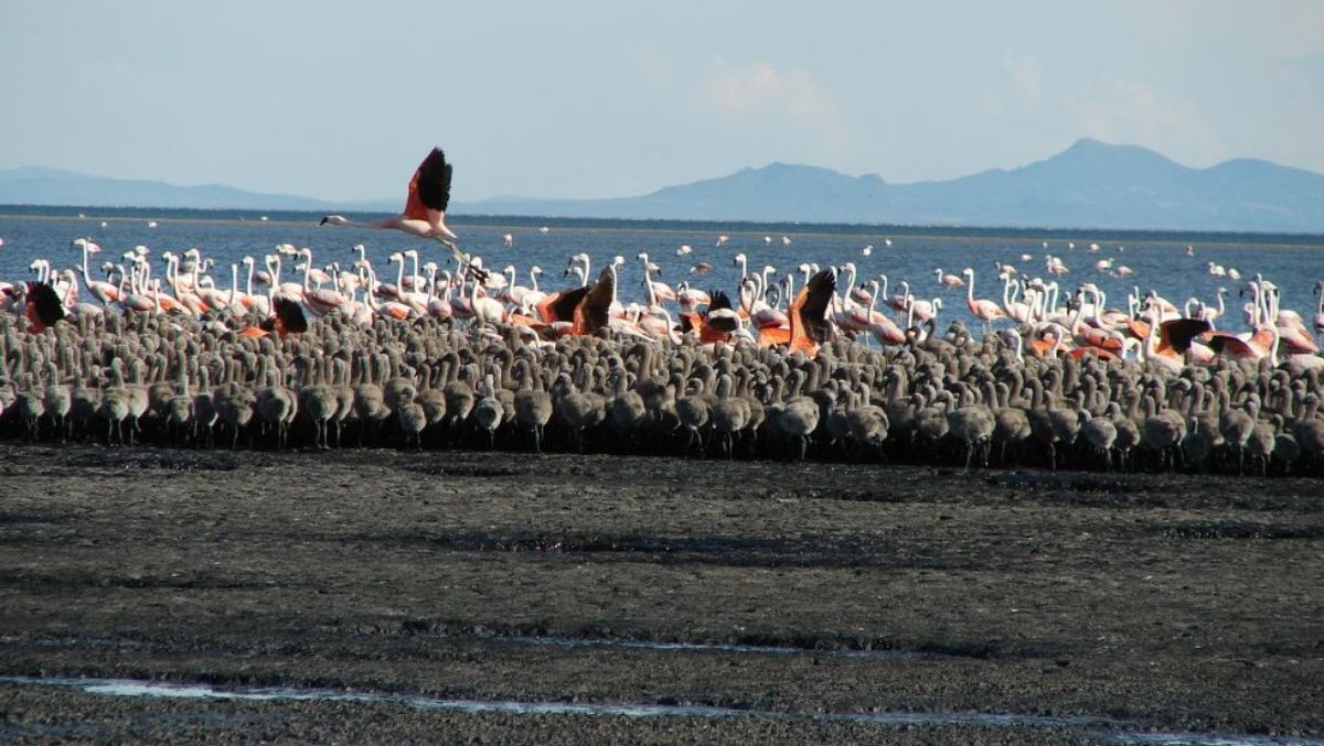 El flamenco austral, huésped de Llancanelo. El flamenco austral, huésped de Llancanelo.