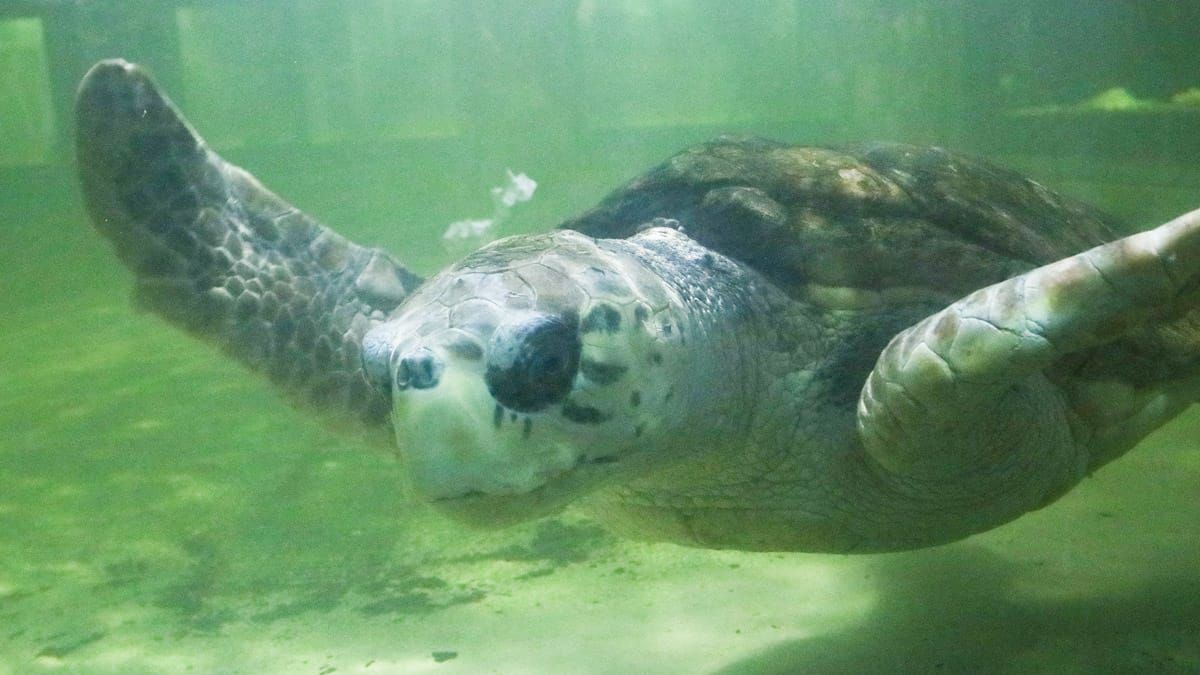 El tortugo Jorge vivió casi 40 años en el acuario de Mendoza. Ahora nada a 184 km de las costas de Río de Janeiro.