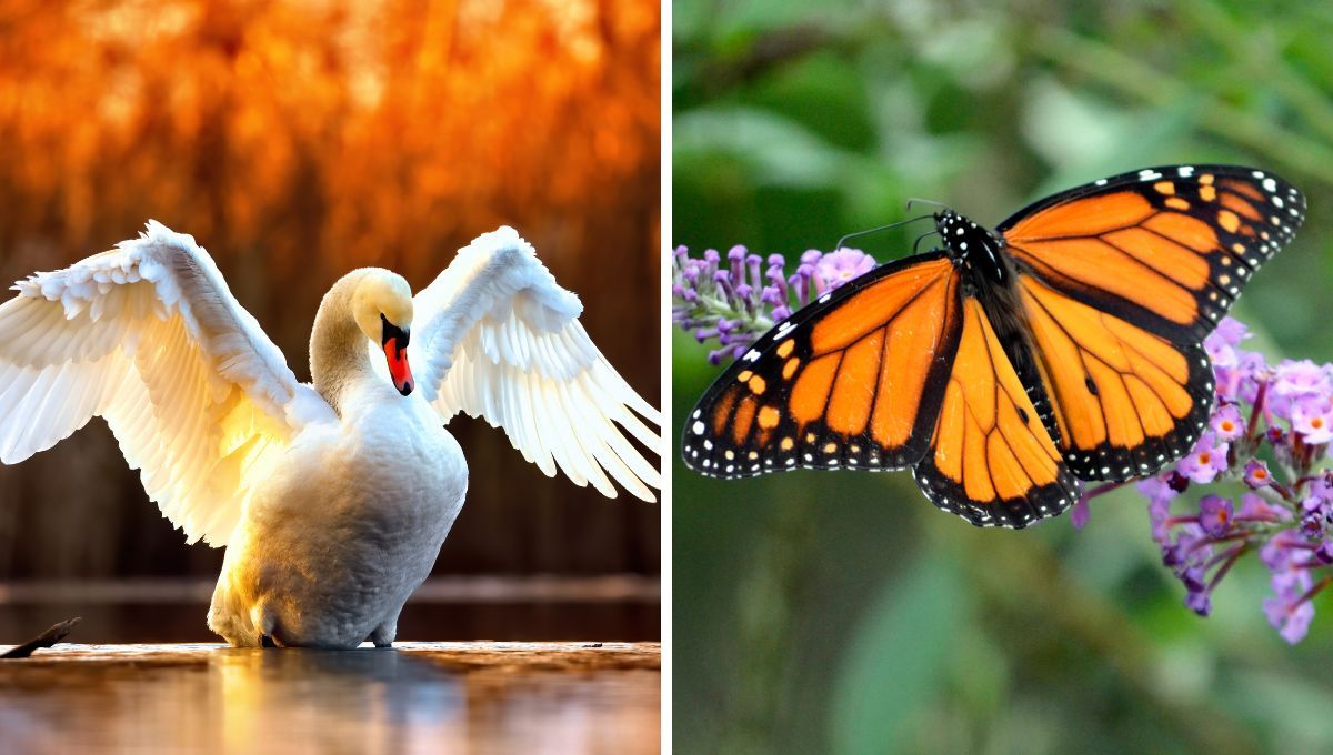 Cisne y mariposa. Cisne y mariposa.