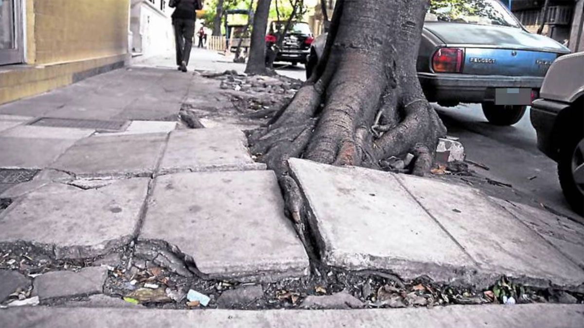 Las raíces de los árboles suelen traer muchos dolores de cabeza en un futuro. Las raíces de los árboles suelen traer muchos dolores de cabeza en un futuro.