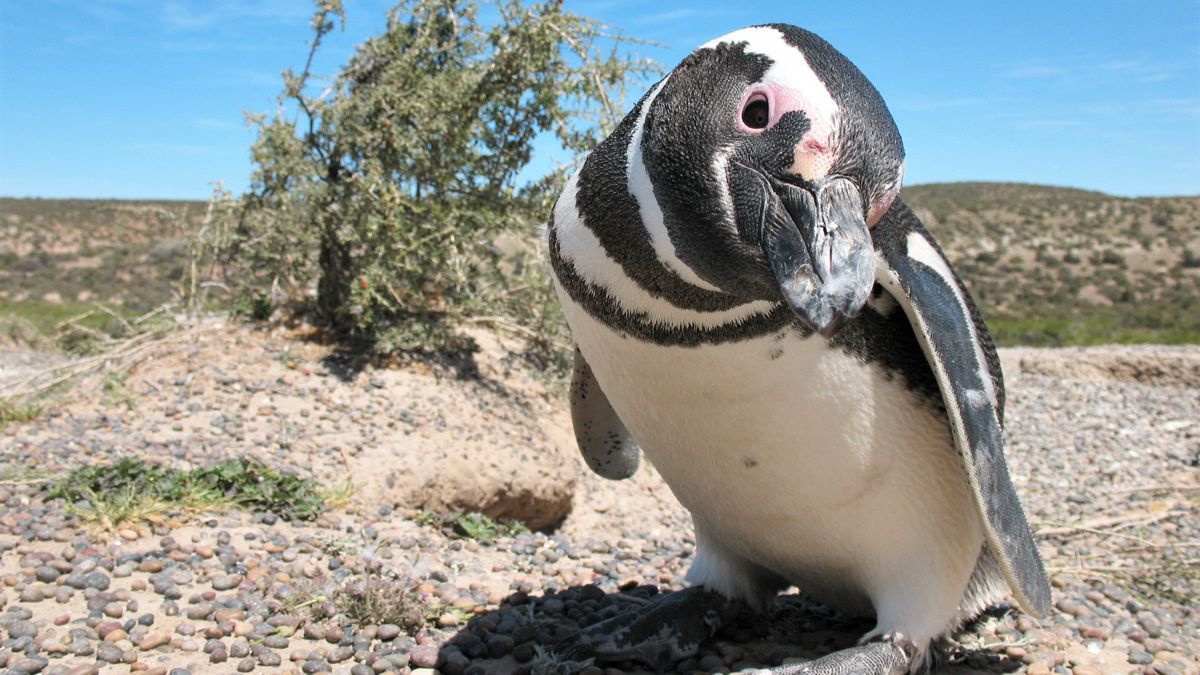 Argentina compite en el festival de cine Santiago Wild con un documental sobre Península Valdés