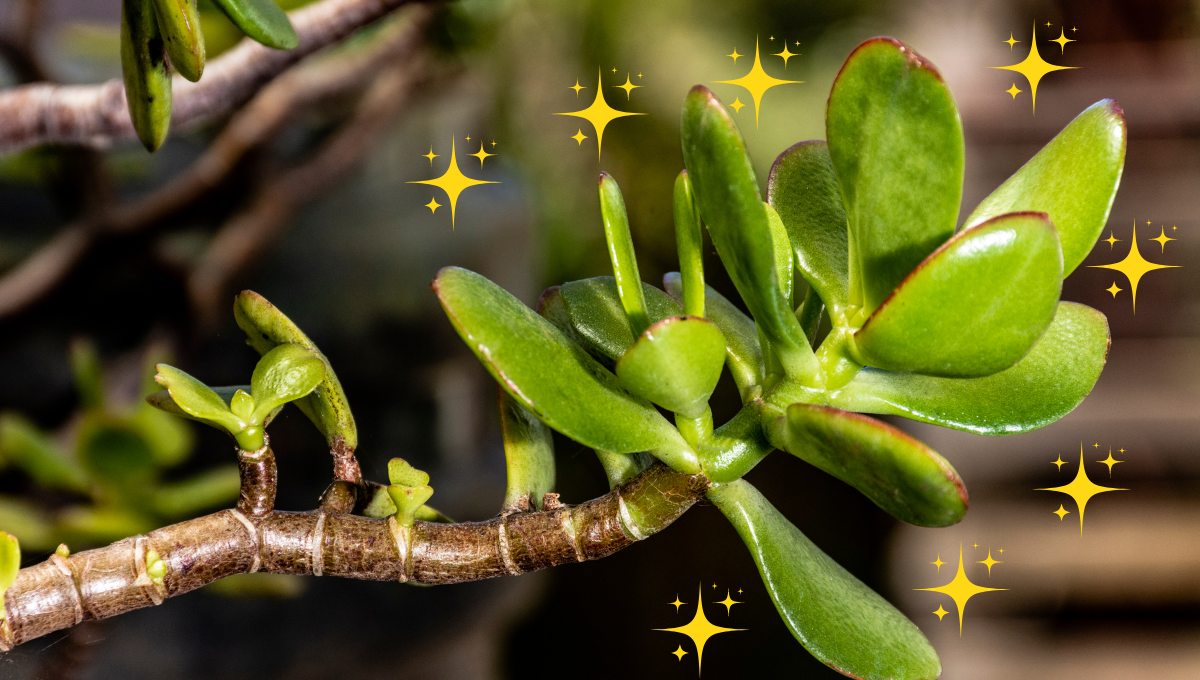 Cuál es el significado de tener un árbol de jade en tu hogar