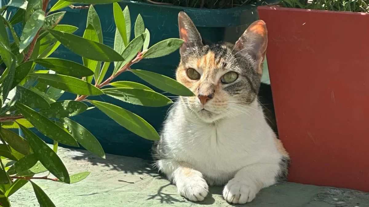 Por qué se celebra este martes el Día Internacional del Gato