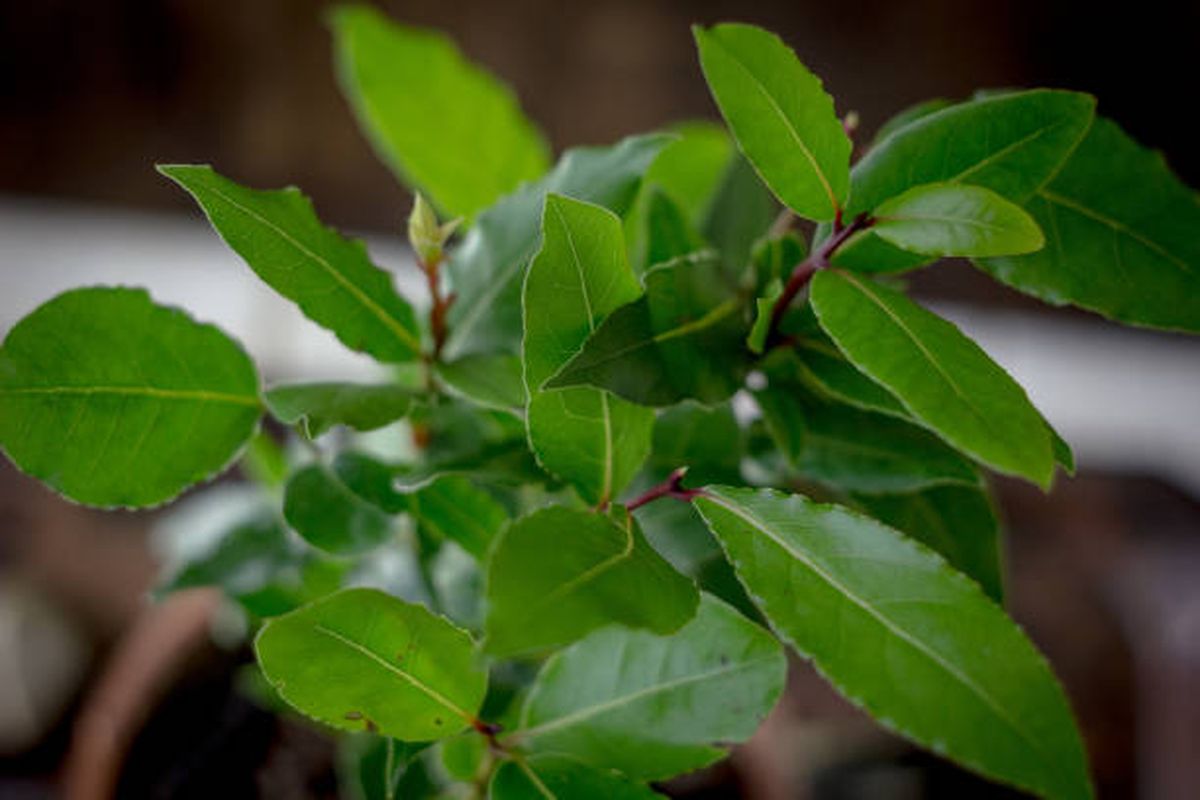 Aprendé a cuidar tu laurel con estos trucos de jardinería.