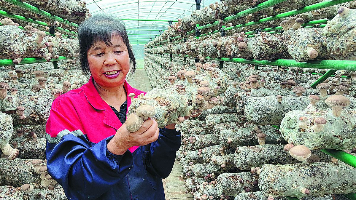 Wang Mingmei, agricultora en el pueblo de Miaowan, provincia de Shaanxi, recolecta hongos shiitake en un invernadero. CHEN JIA / CHINA DAILY