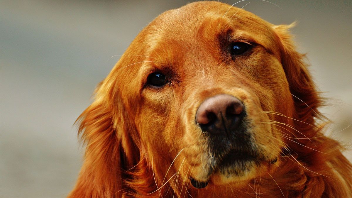 El tamaño de un perro mucho tiene que ver en la vida de los perros.