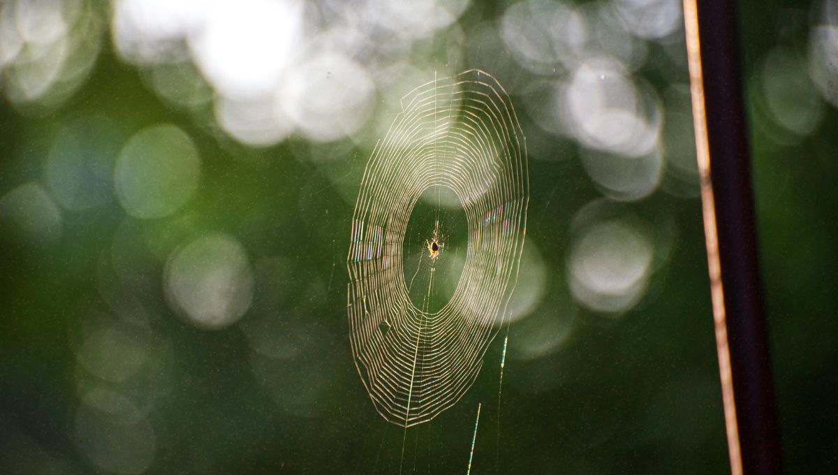 Las arañas odian el olor a menta. Las arañas odian el olor a menta. 