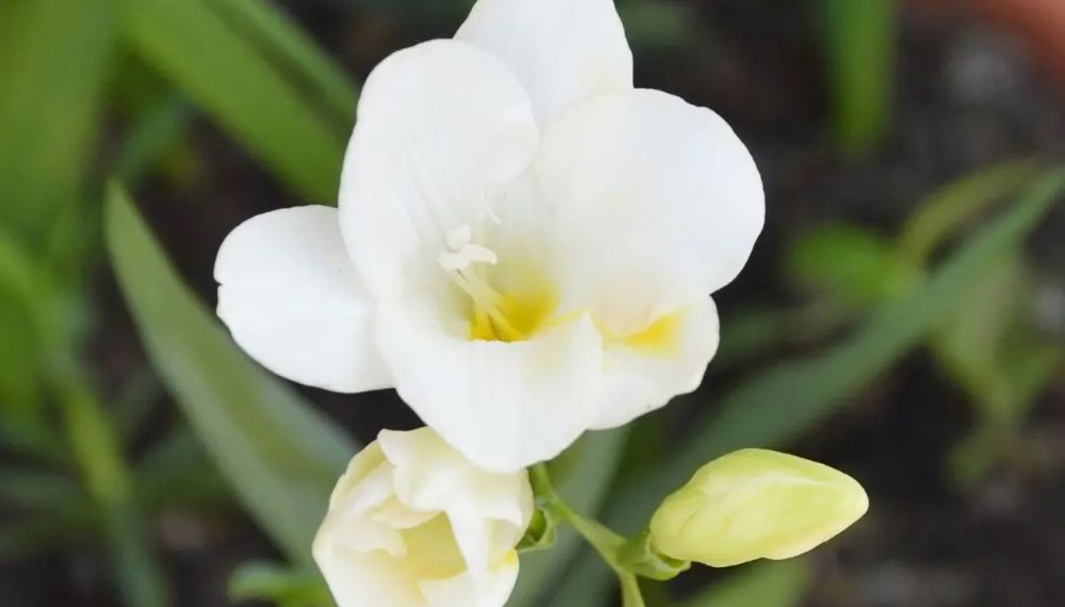 Freesia es un género de plantas bulbosas de la familia Iridaceae. Freesia es un género de plantas bulbosas de la familia Iridaceae.