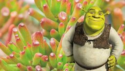 Suculenta orejas de Shrek: cómo hacer para que crezca rápido