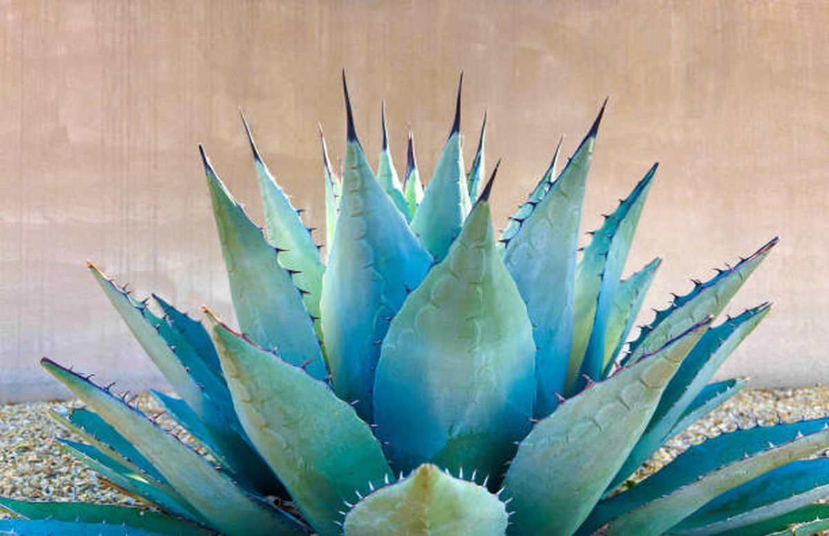 El agave es de las plantas más resistentes. El agave es de las plantas más resistentes.