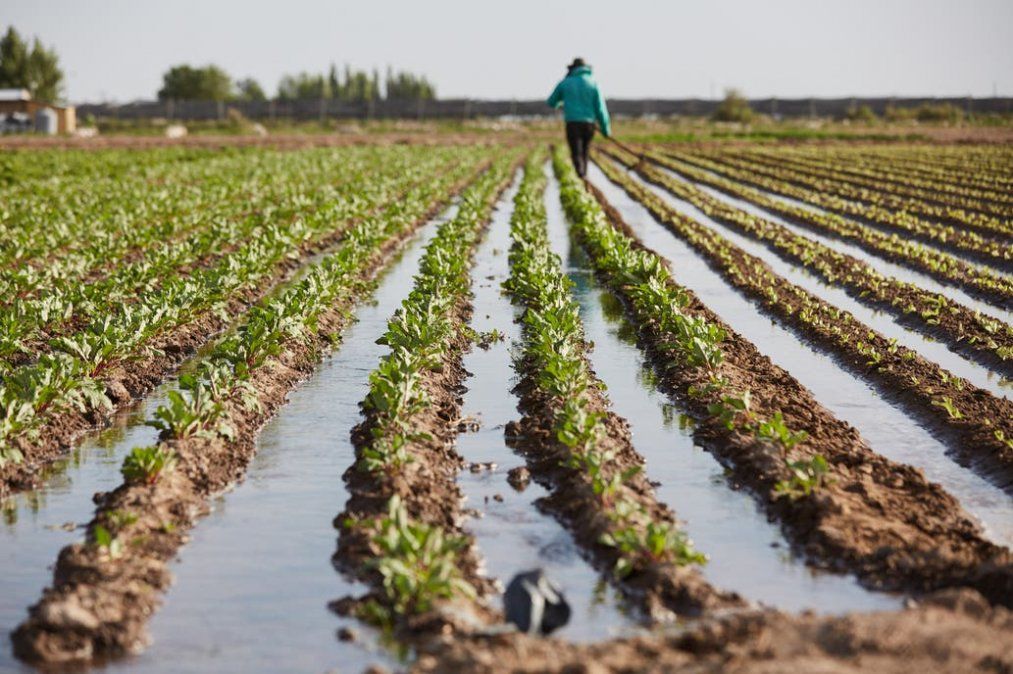 Mendoza es la provincia con mayor superficie con horticultura orgánica del país, que representa el 80% del total.