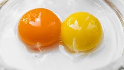 La yema de un huevo puede presentarse de color amarilla o naranja, dependiendo del tipo de alimentación que tenga la gallina.