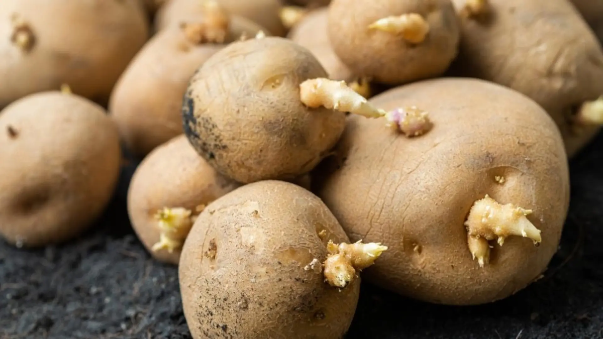 Debes mantener las papas alejadas de las cebollas o las manzanas, que liberan gas etileno que puede provocar la germinación. Debes mantener las papas alejadas de las cebollas o las manzanas, que liberan gas etileno que puede provocar la germinación.