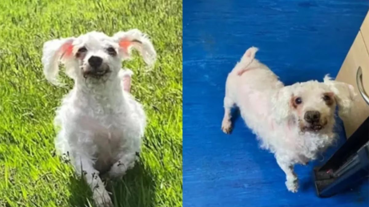 Así quedó Larry, el perro que estaba en situación de calle y no se sabía ni de qué raza era.