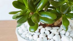 Cómo se riega el árbol de jade en primavera Cómo se riega el árbol de jade en primavera