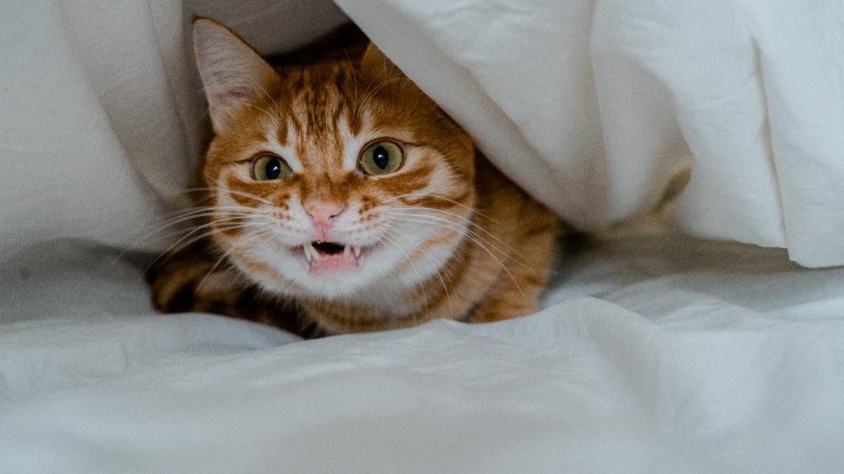 Qué significa que una persona odie a los gatos, según la psicología Qué significa que una persona odie a los gatos, según la psicología