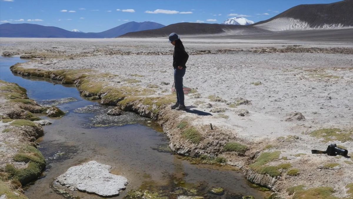 Descubrimiento sin precedentes en el desierto de Atacama impresiona a los científicos Descubrimiento sin precedentes en el desierto de Atacama impresiona a los científicos