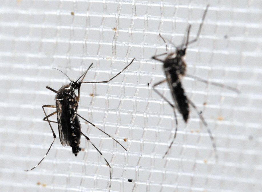 Comienza la semana contra el mosquito
