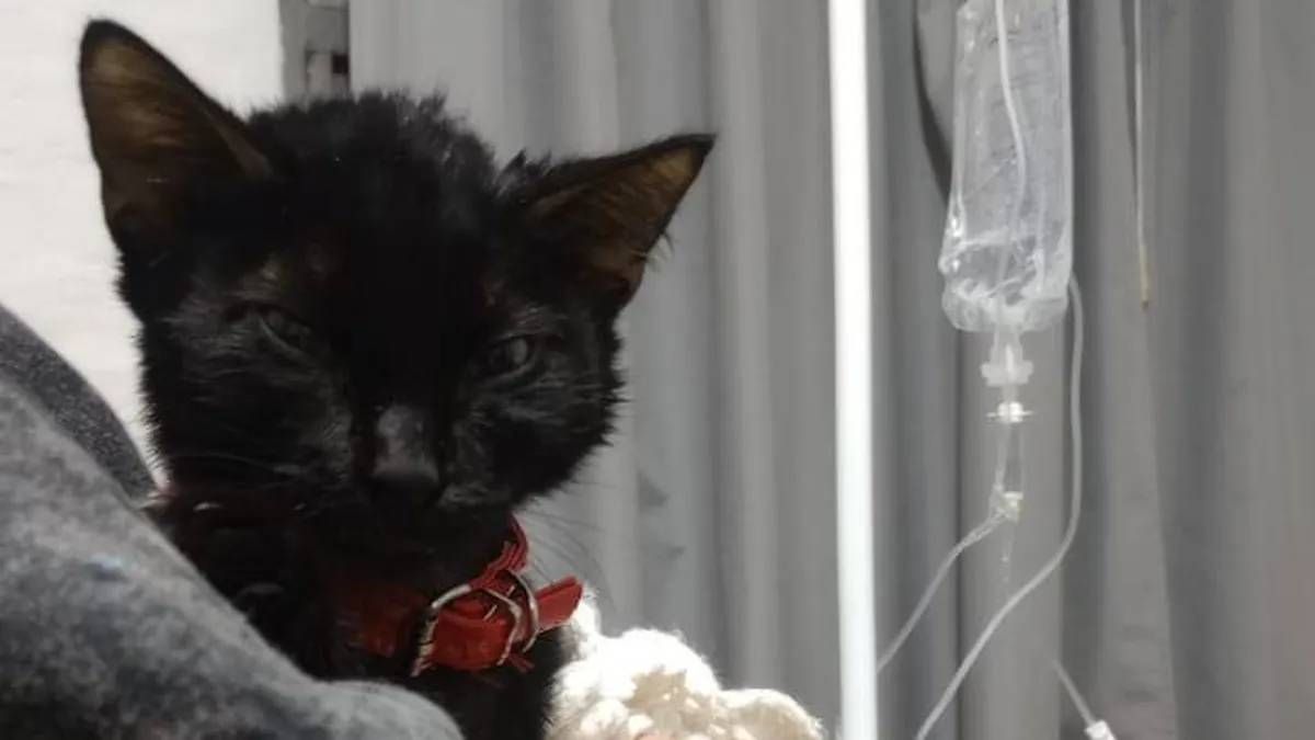 Tiempo pasado, en la veterinaria y con suero. Tiempo pasado, en la veterinaria y con suero.