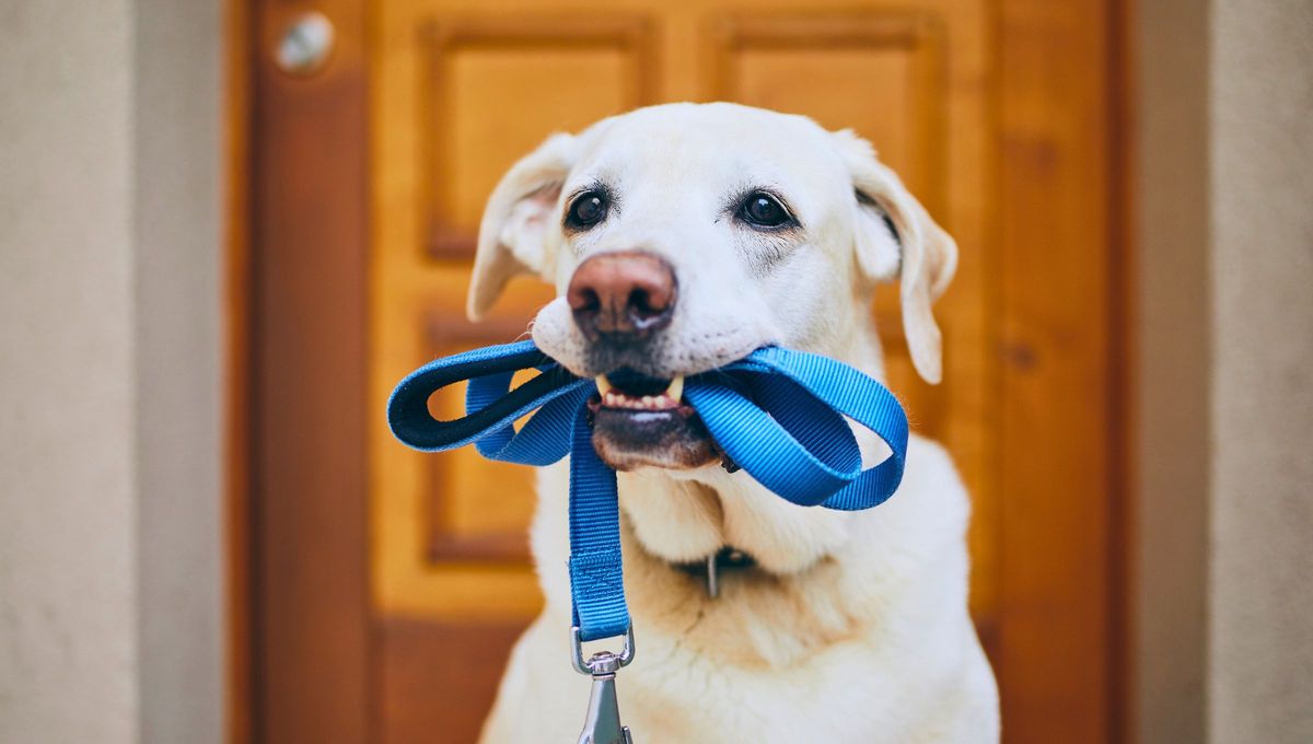 Para el Feng Shui la llegada de un animal a tu casa nunca es casualidad, siempre tiene un significado, sobre todo con los perros e insectos. Para el Feng Shui la llegada de un animal a tu casa nunca es casualidad, siempre tiene un significado, sobre todo con los perros e insectos.