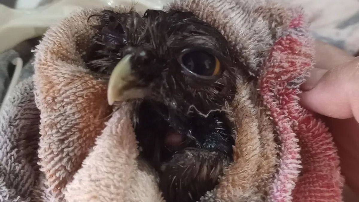 Las dos lechucitas sobrevivientes siguen en tratamiento y son monitoreadas constantemente. Las dos lechucitas sobrevivientes siguen en tratamiento y son monitoreadas constantemente.