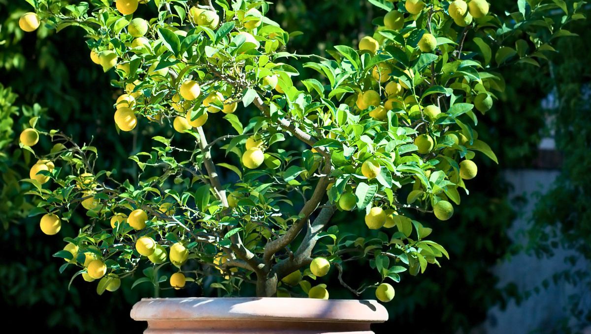 Puedes poner el limonero del lado sureste del jardín o balcón, porque favorece el crecimiento económico y refuerza la estabilidad financiera. Puedes poner el limonero del lado sureste del jardín o balcón, porque favorece el crecimiento económico y refuerza la estabilidad financiera.