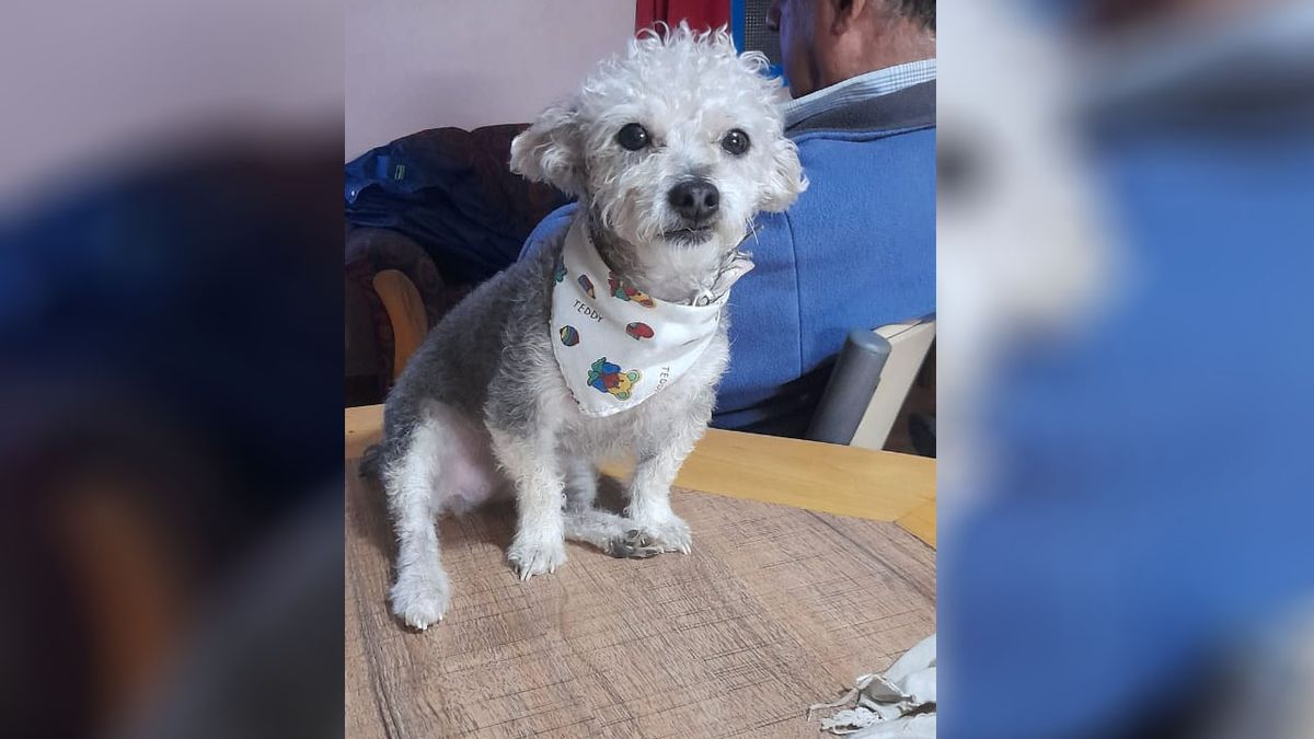 Buscan a Lola