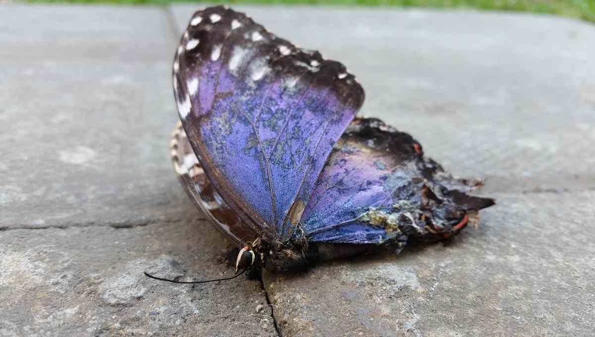 Conoce el significado profundo de encontrar una mariposa muerta