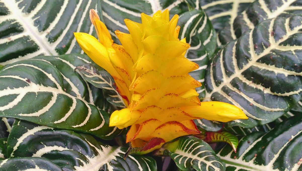 Las flores de la planta de cebra poseen una forma tubular que permite que los colibríes ingresen con sus finos picos.