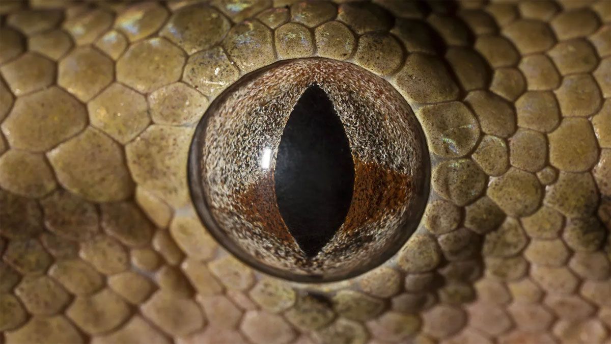 Revelaron que el veneno de la serpiente taipán del interior, es de lo más tóxicos que hay en el reino animal.