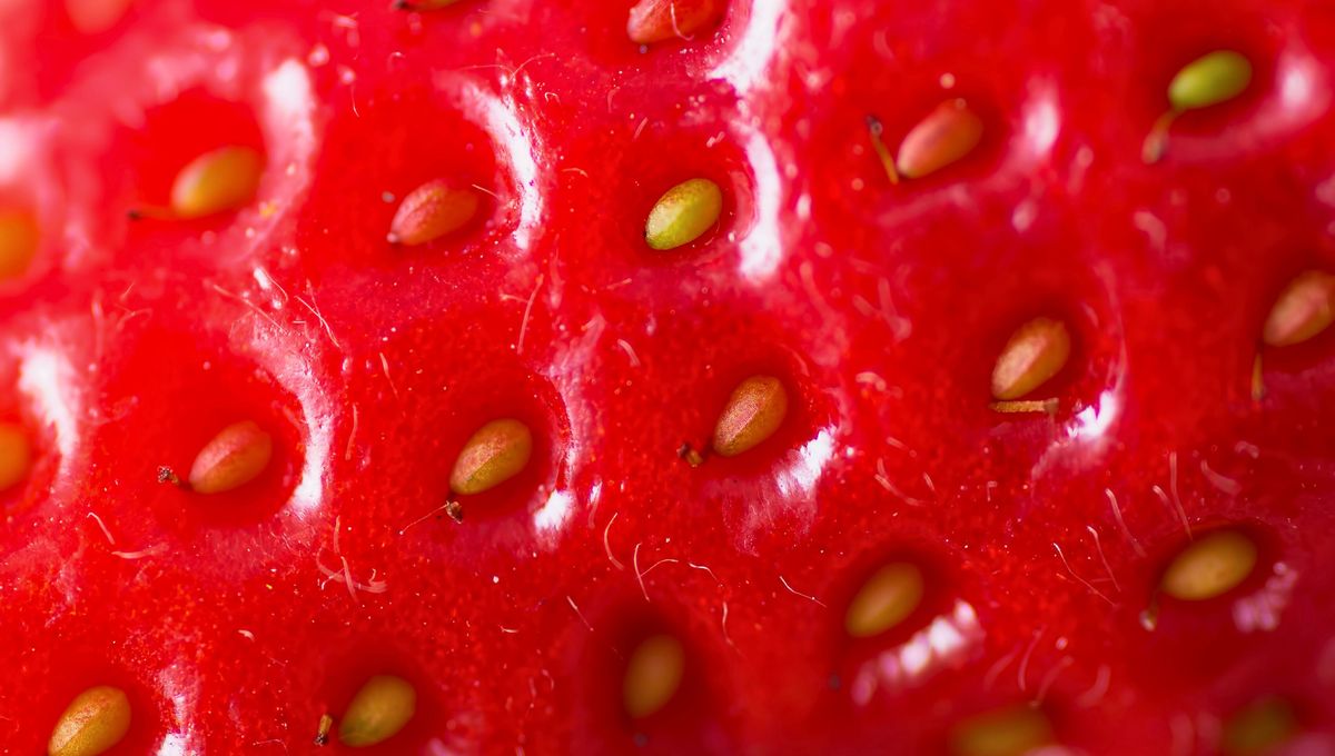 Las semillas tienen que estar sanas y enteras para la germinación