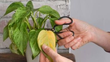 Cómo podar las hojas del potus para que la planta crezca con fuerza los 365 días del año