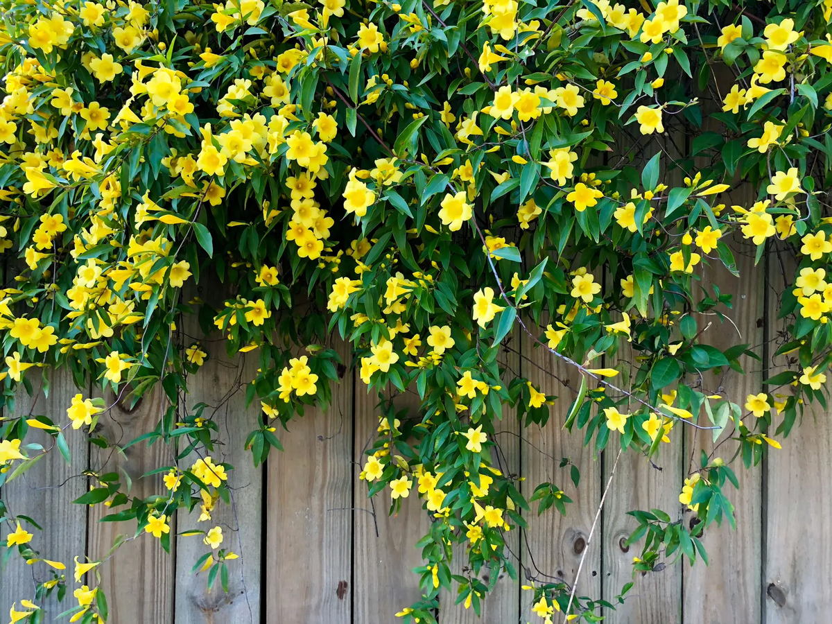 Es momento de podar tu planta trepadora. Imagen: Freepik