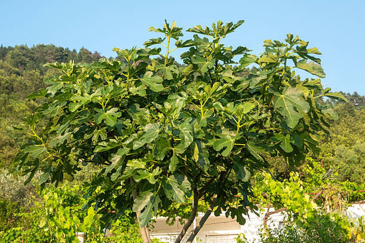 Las hojas de la higuera ofrece distintos beneficios para la salud.